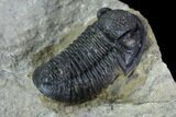 Gerastos Trilobite Fossil - Morocco #87558-5